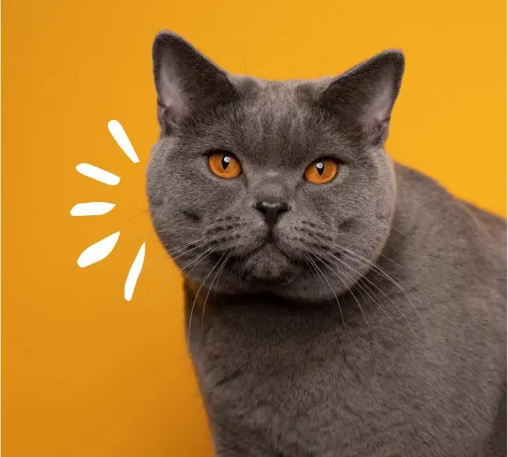 cat with yellow background