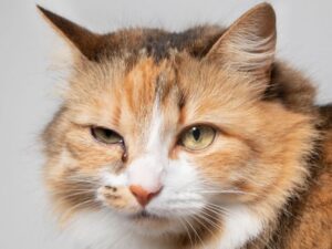 cat eye disease