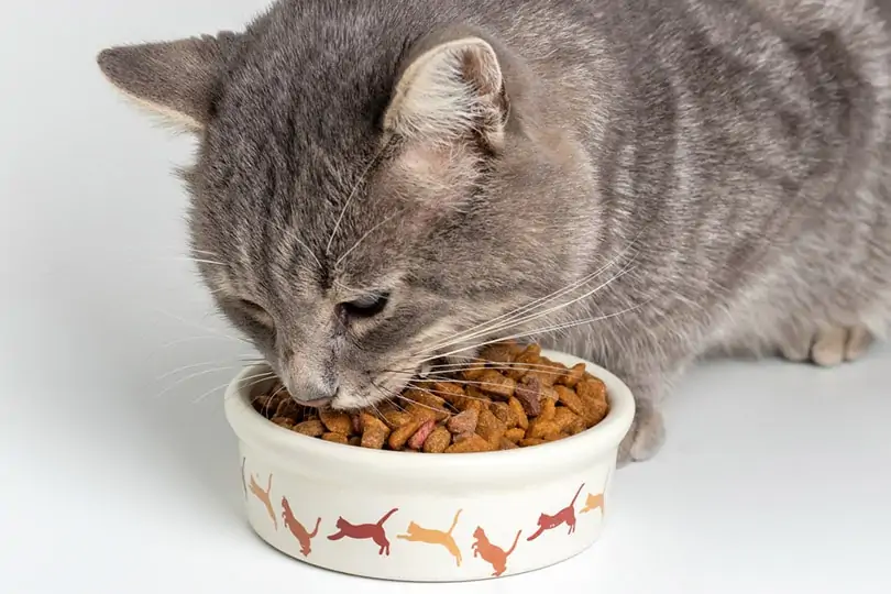 ماذا تاكل القطط الاليفة ؟