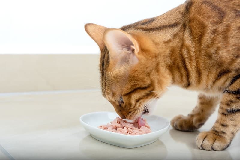جدول أكل القطط:كيف يمكنك إعداد جدول وجبات صحي لقطتك الصغيرة والكبيرة؟